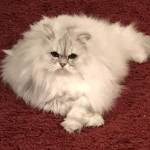 Meet your Posher, Cori